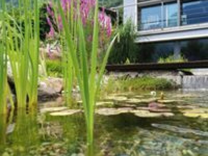 Archisio - Arqtropa Studio - Progetto Piscine naturali e vegetazione acquatica