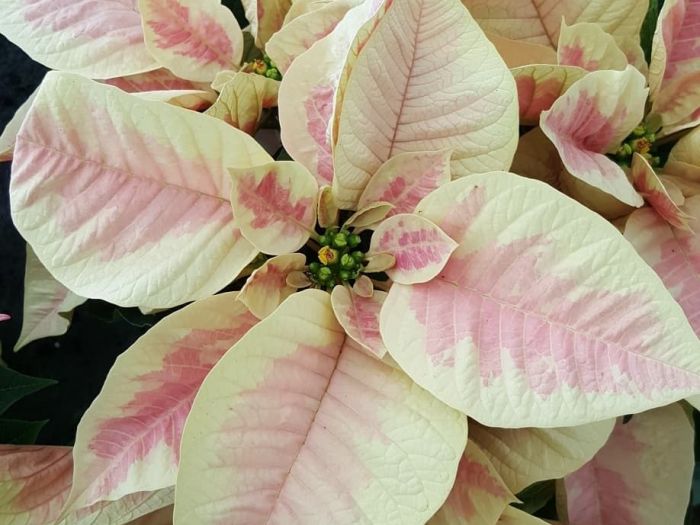 Archisio - Massarroni - Vivai Piante - Garden - Progetto Vivai e piante