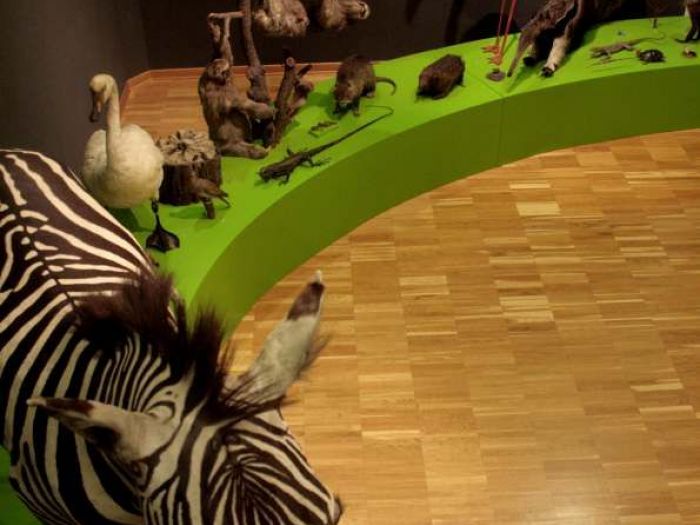 Archisio - Leolab - Progetto Museo di storia naturale