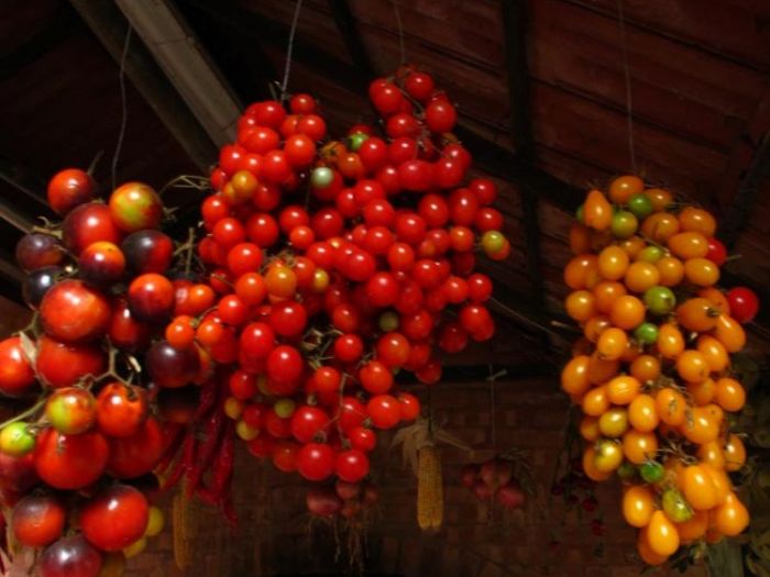 Archisio - Giovanni Salerno - Progetto Studio del patrimonio etnobotanico del cilento