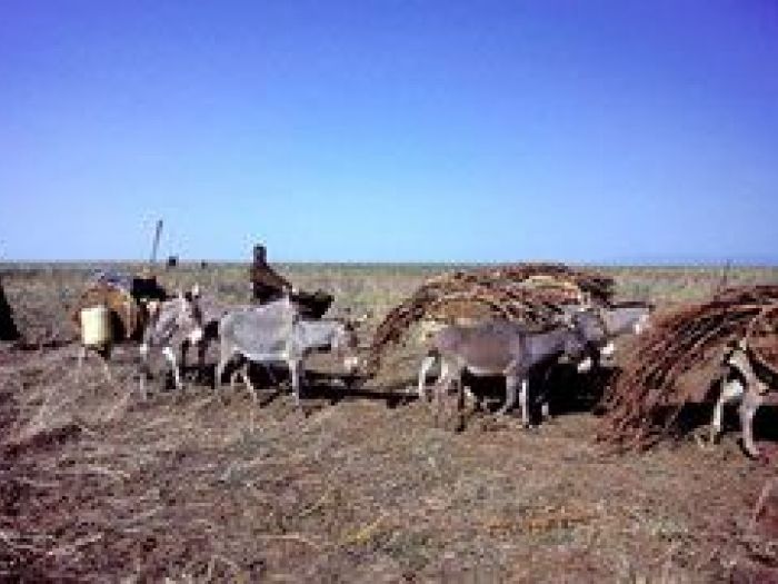 Archisio - Nico Marziali - Progetto Lucca e africa