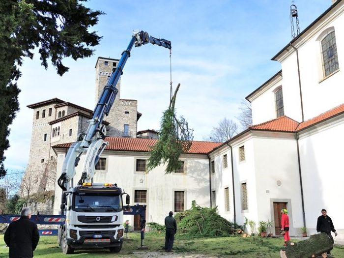 Archisio - Il Dottore Del Verde Di Bruno Barnaba - Progetto Abbattimento cedro monumento sisma 1976