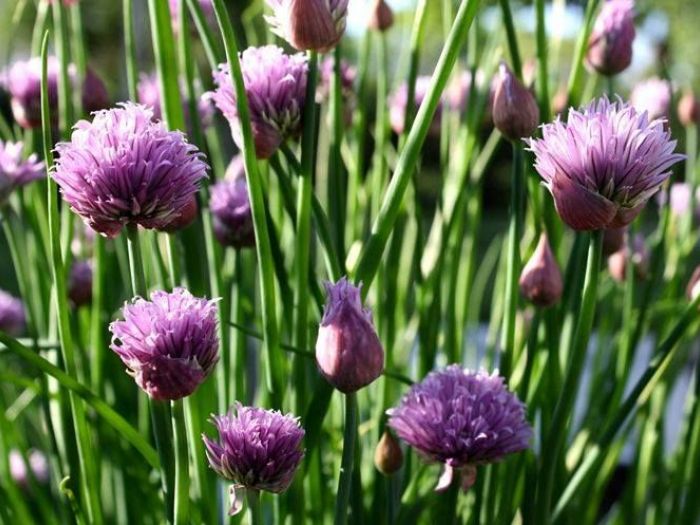 Archisio - Vivai Cantatore - Progetto Piante