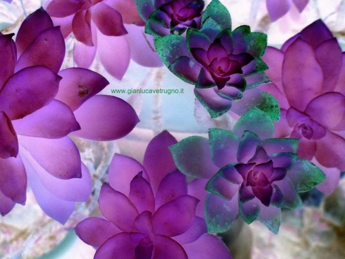 Archisio - Gianluca Vetrugno Meltem Kosan the Art Of The Negative - Artisti - Progetto Galleria 1 fotografie astratte