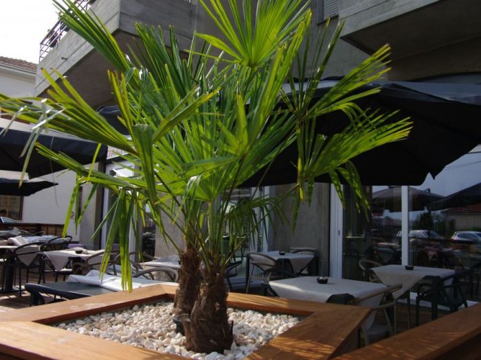 Archisio - Fiorella Balzarotti - Progetto Pizzeria ristorante