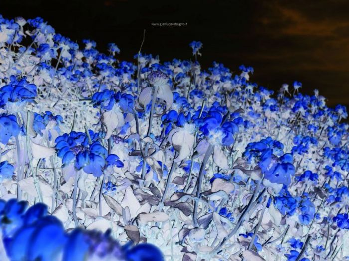 Archisio - Gianluca Vetrugno Meltem Kosan the Art Of The Negative - Artisti - Progetto Galleria 1 fotografie astratte