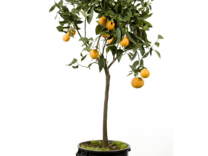 Archisio - Vivai Cantatore - Progetto Piante