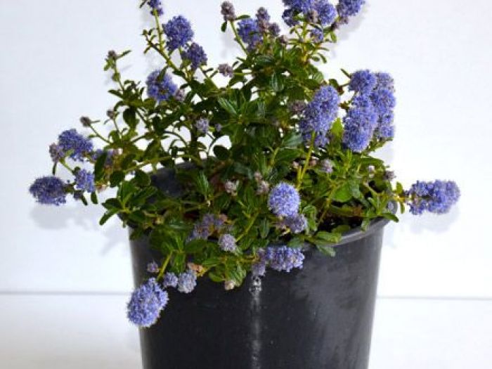 Archisio - Vivai Cantatore - Progetto Piante