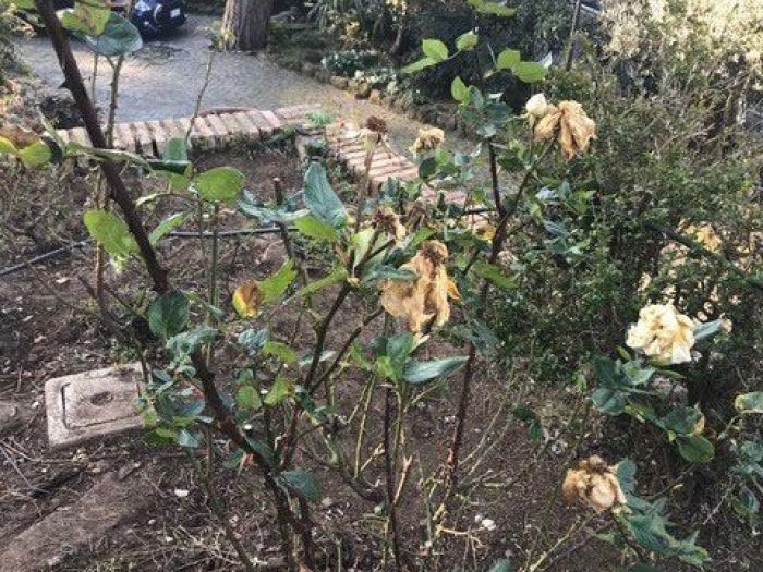 Archisio - Balduzzi Alessandra - Progetto Rose sane e belle