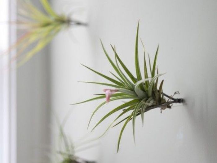 Archisio - Dotto Francesco Consulting Green - Progetto Verde verticale interno casa