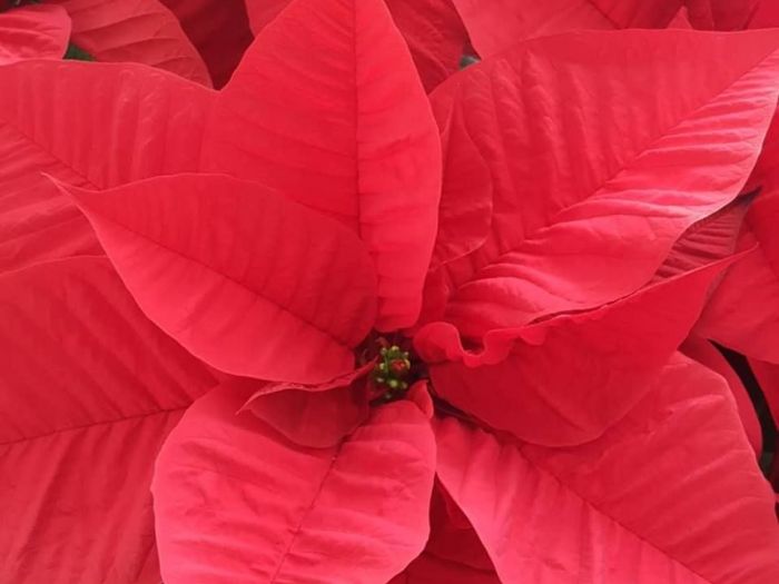 Archisio - Massarroni - Vivai Piante - Garden - Progetto Vivai e piante