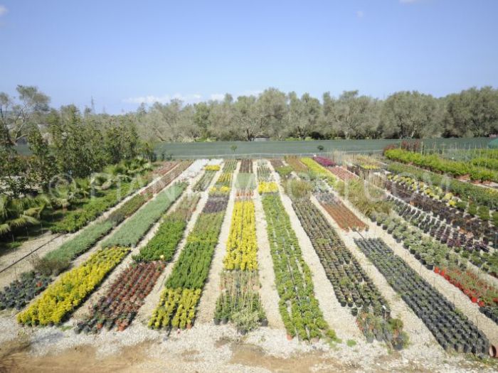 Archisio - Piante Macri - Progetto Il vivaio