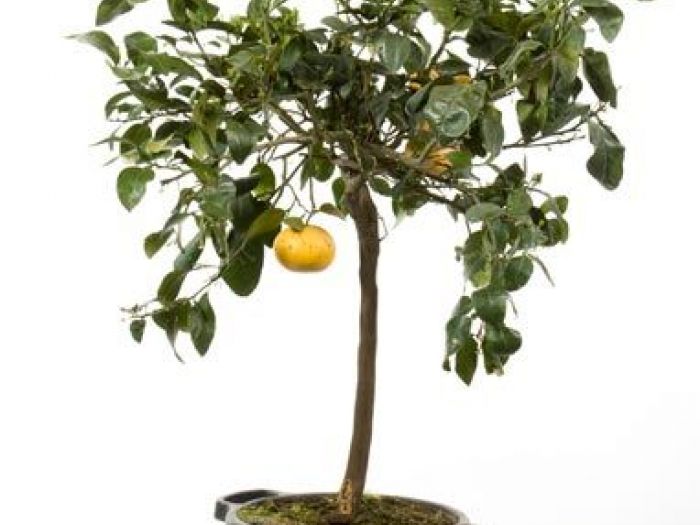 Archisio - Vivai Cantatore - Progetto Piante