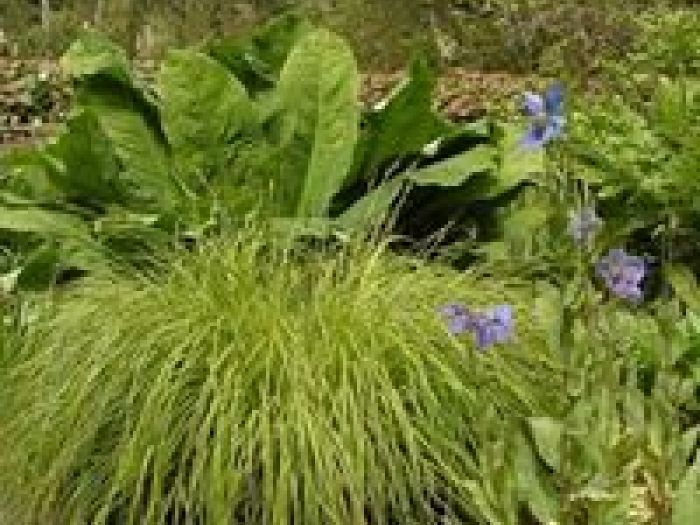 Archisio - Arqtropa Studio - Progetto Piscine naturali e vegetazione acquatica