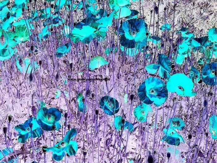 Archisio - Gianluca Vetrugno Meltem Kosan the Art Of The Negative - Artisti - Progetto Galleria 1 fotografie astratte