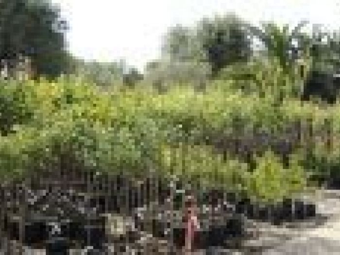 Archisio - Piante Macri - Progetto Il vivaio