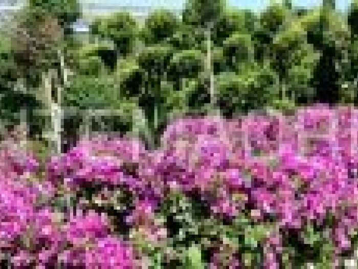 Archisio - Piante Macri - Progetto Il vivaio