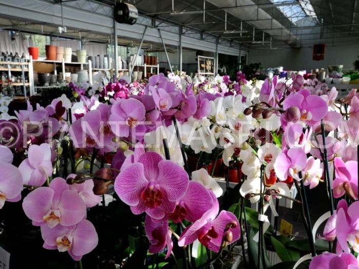 Archisio - Piante Macri - Progetto Il garden