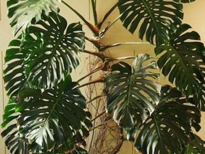 Archisio - Dotto Francesco Consulting Green - Progetto Crea ambiente salubre interno