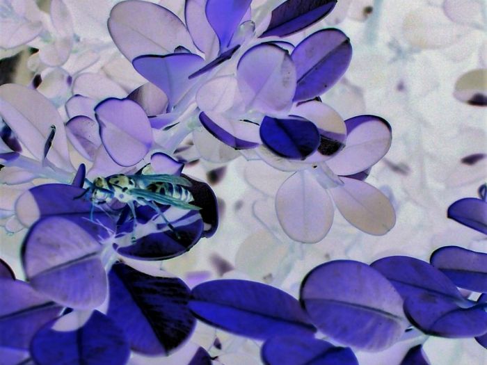 Archisio - Gianluca Vetrugno Meltem Kosan the Art Of The Negative - Artisti - Progetto Galleria 1 fotografie astratte