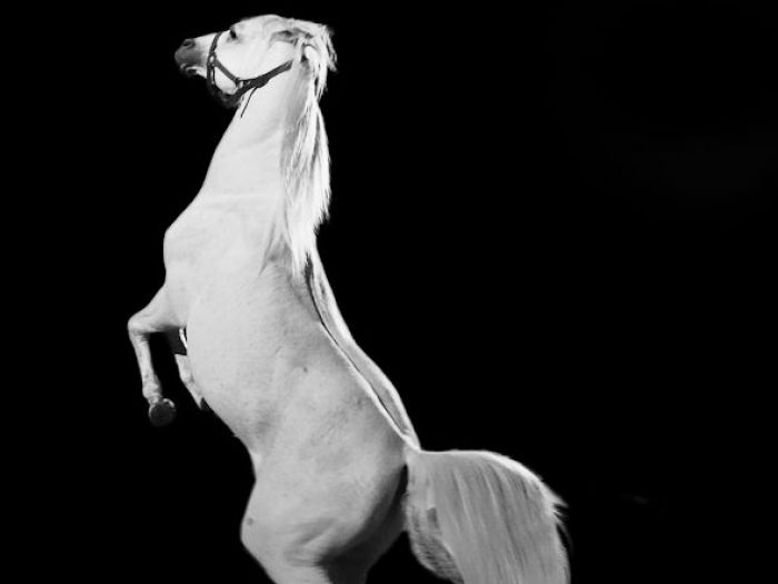 Archisio - Andrea Sabatello - Progetto Circus