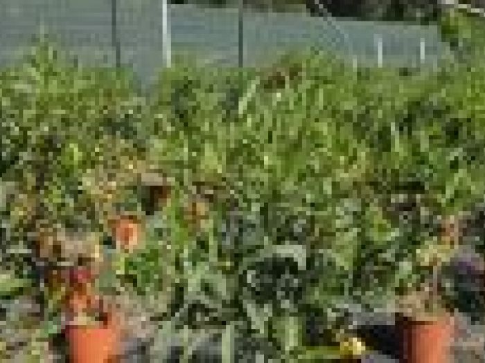 Archisio - Piante Macri - Progetto Serre di produzione