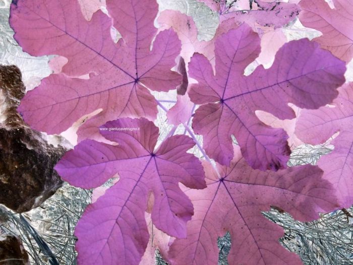 Archisio - Gianluca Vetrugno Meltem Kosan the Art Of The Negative - Artisti - Progetto Galleria 1 fotografie astratte