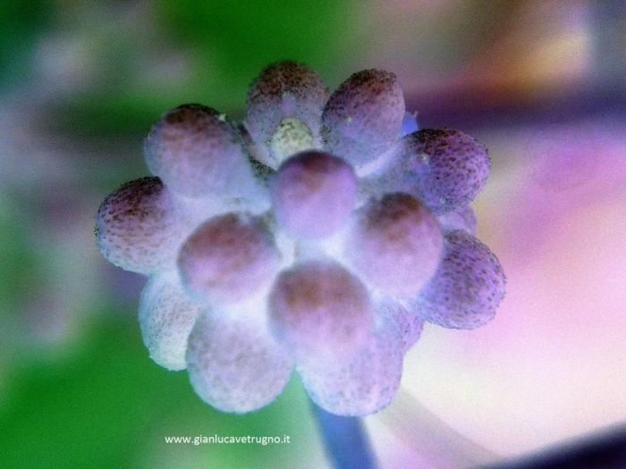 Archisio - Gianluca Vetrugno Meltem Kosan the Art Of The Negative - Artisti - Progetto Galleria 1 fotografie astratte