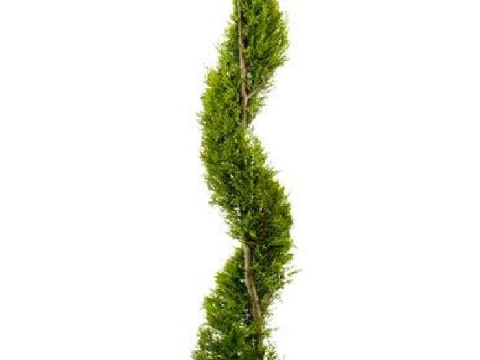 Archisio - Vivai Cantatore - Progetto Piante