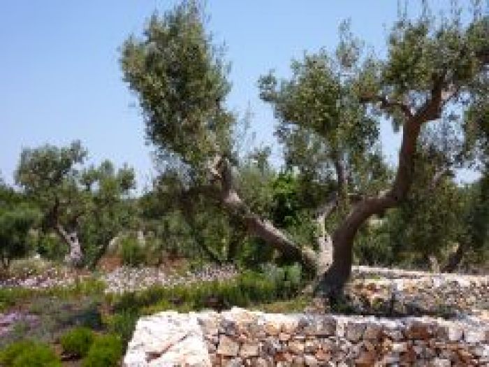 Archisio - Elisabetta Fermani - Progetto Giardino privato