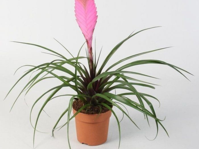 Archisio - Artenatura Vivai Saas - Progetto Piante da interno