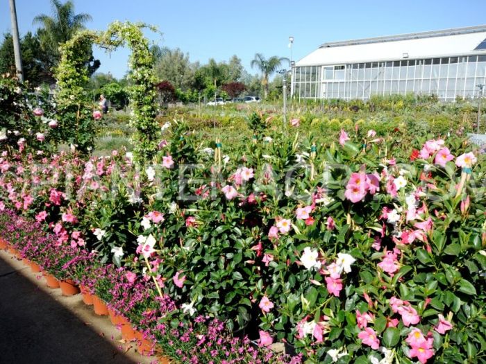 Archisio - Piante Macri - Progetto Il vivaio