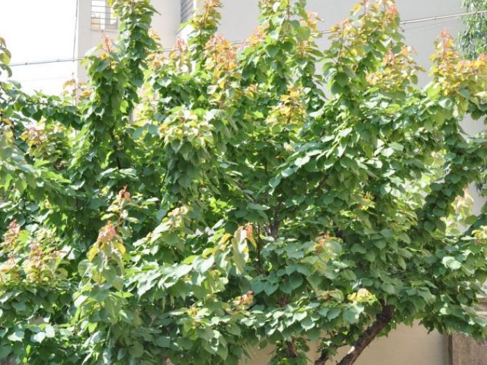 Archisio - Studio Lenzi Associati - Progetto Edificio residenziale in via del barroccio