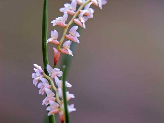 Archisio - Dario Fusaro Garden Photography - Progetto Fiori