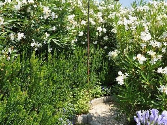 Archisio - Vivai Cantatore - Progetto Piante