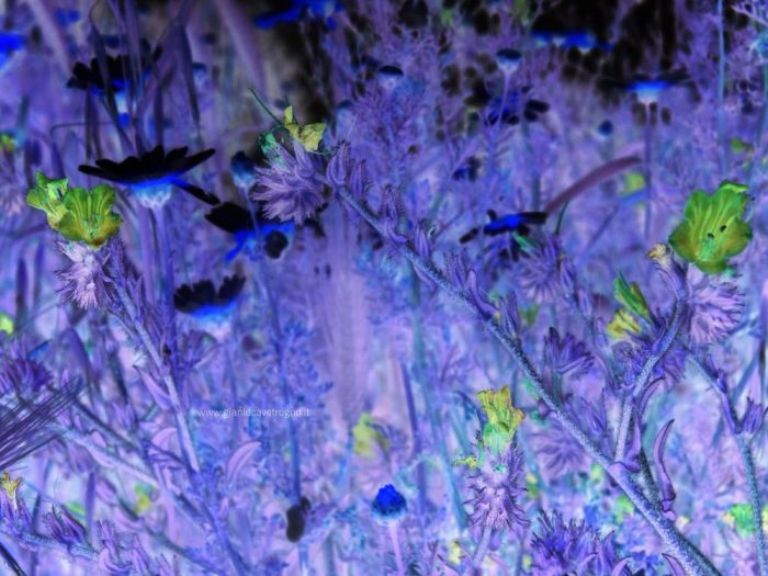 Archisio - Gianluca Vetrugno Meltem Kosan the Art Of The Negative - Artisti - Progetto Galleria 1 fotografie astratte