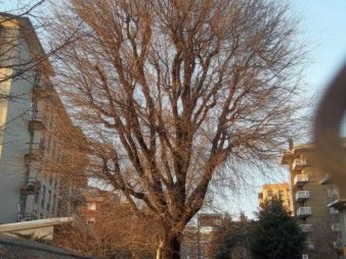 Archisio - Dottore Agronomo Andrea Bucci - Progetto Alberi nei sistemi urbanistici