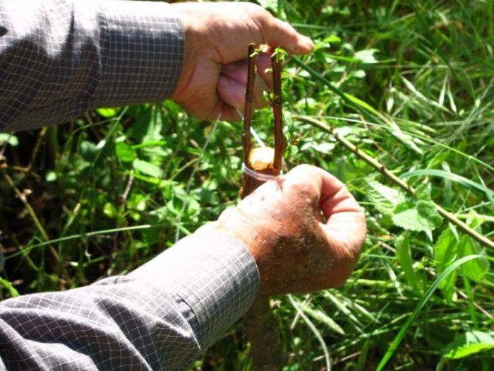 Archisio - Giovanni Salerno - Progetto Studio del patrimonio etnobotanico del cilento