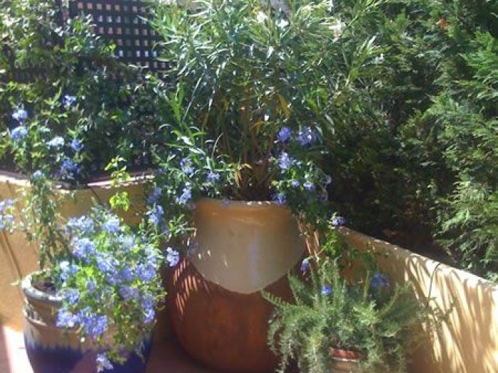 Archisio - Carlo Maria Maggia - Progetto Giardini