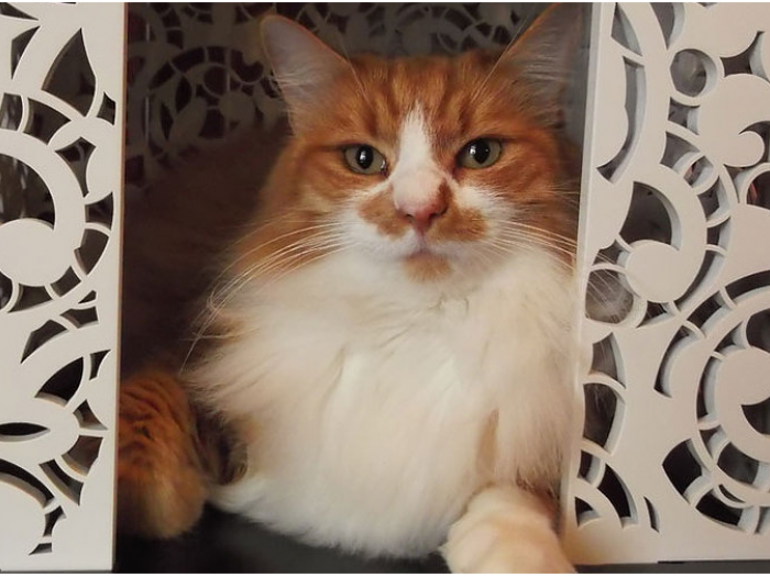 Archisio - Alessandra Fagnani Architetto - Progetto el me cagneto - cuccia da interni per cani e gatti