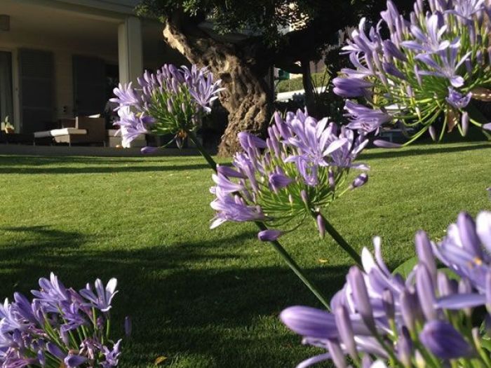 Archisio - Carlo Maria Maggia - Progetto Giardini