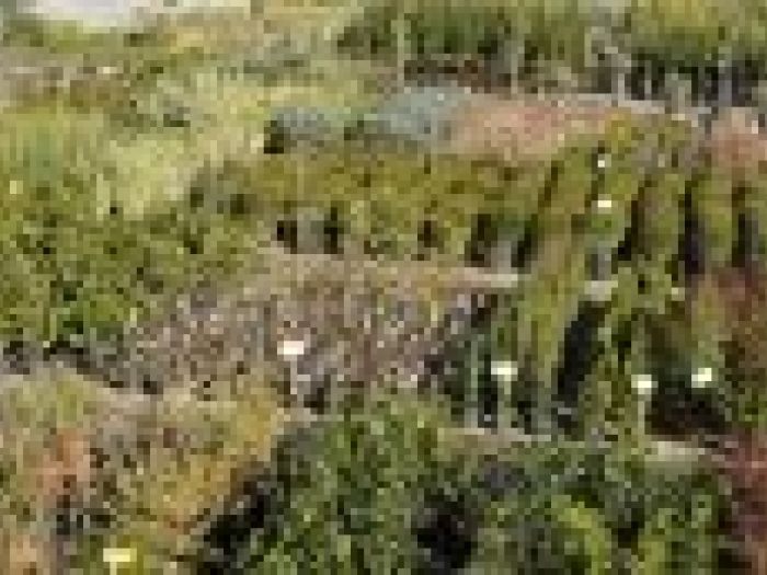 Archisio - Piante Macri - Progetto Il vivaio