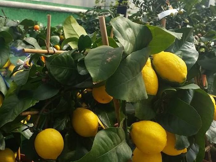 Archisio - Massarroni - Vivai Piante - Garden - Progetto Vivai e piante