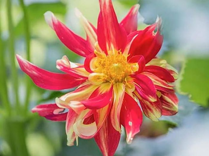 Archisio - Dario Fusaro Garden Photography - Progetto Fiori