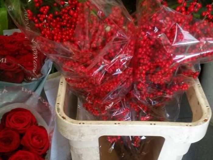 Archisio - Massarroni - Vivai Piante - Garden - Progetto Vivai e piante