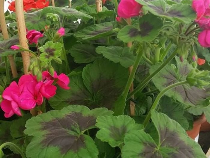 Archisio - Massarroni - Vivai Piante - Garden - Progetto Vivai e piante