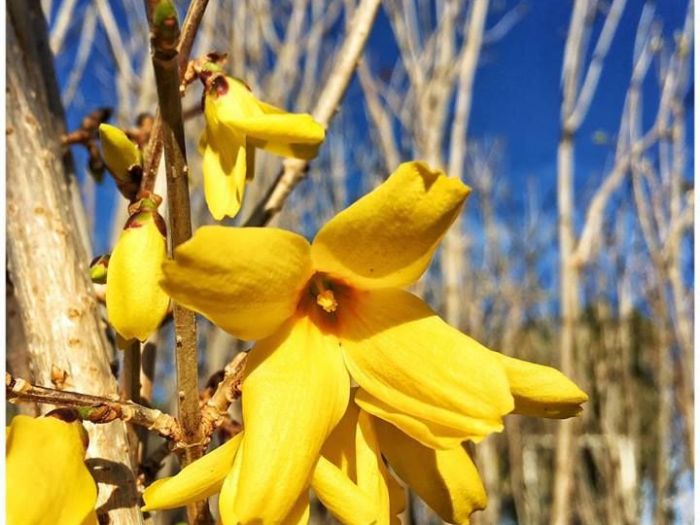 Archisio - Vivai Cantatore - Progetto Piante