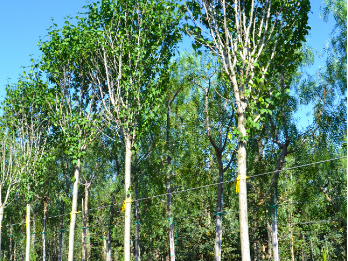 Archisio - Vivai Cantatore - Progetto Piante