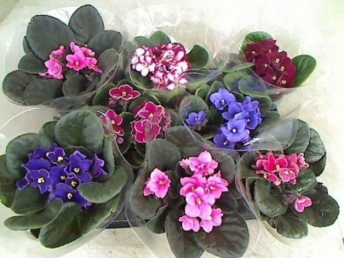 Archisio - Artenatura Vivai Saas - Progetto Piante da interno