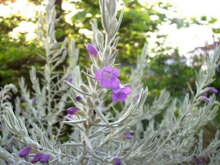 Archisio - Vivai Cantatore - Progetto Piante